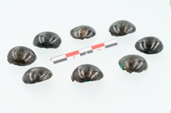 Foto von Bronzeniet (NHMW-PRAE-025909)